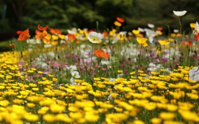 Raus mit Pestiziden, rein mit Wildblumen